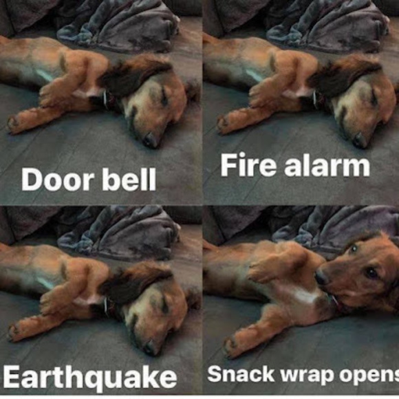 Meet your Posher, Logan - Picture 1 of 1